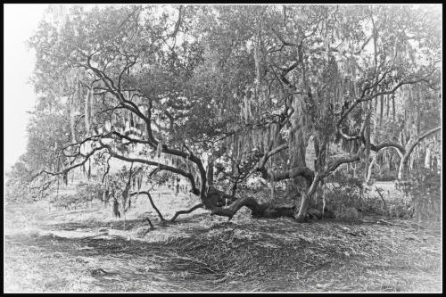 Barbour River Live Oak Black and White HDR